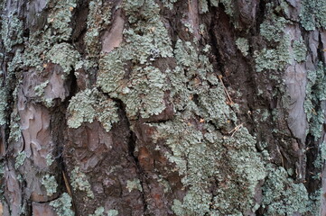 Close up of coniferous tree bark (pine) with lichen