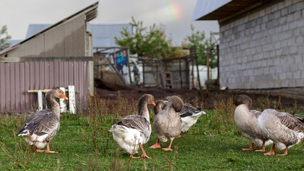 After the rain - wet geese and a piece of the rainbow