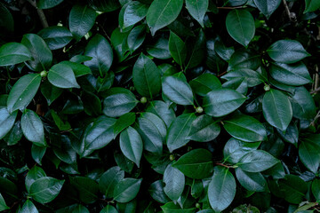 緑色のテクスチャ、椿の葉っぱ