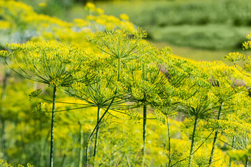 Obraz premium Stems of flowering dill on field on a blurred background