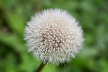 Downy seed head of the dandelion on a blurred background
