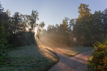 Footpath in park in autumn foggy frosty morning backlit