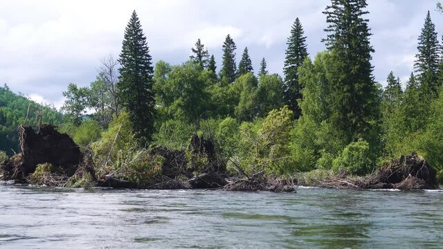 Huge 30-meter Siberian spruce trees were washed away by river during spring flood, and islands are now, loss of forests. Power of water, undercut slope, stream bank erosion