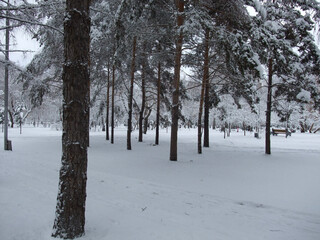 snow covered trees
