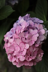 グラデーション紫陽花