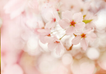 Plum, cherry or apple tree in blossom, spring time, new season beginning. 