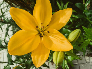 a beautiful yellow lily, a flower lies on a table, in the summer a flower called lily