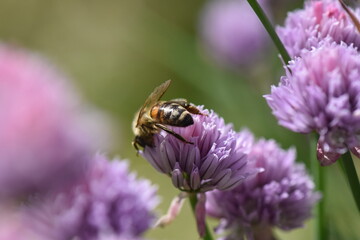 bee on flower