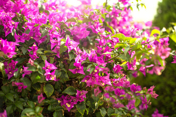 Bright branch of red bougainvillea flowers on a background of lush green foliage foliage, nature texture background, flowering time, place for text