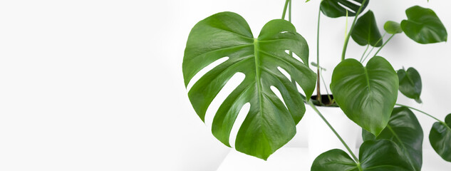 A beautiful leaf of monstera deliciosa or Swiss cheese plant on a white background. Home gardening concept. Selective focus. Close up. Banner