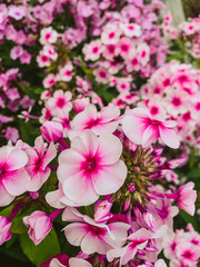 Bright pink petunias grow tightly against each other. Natural background, top view.