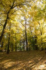 Autumn park. Yellow foliage. Beautiful and peaceful place. Autumn landscape.