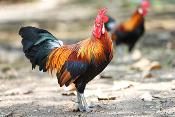 Bantam, a traditional Thai chicken taking a walk during the day