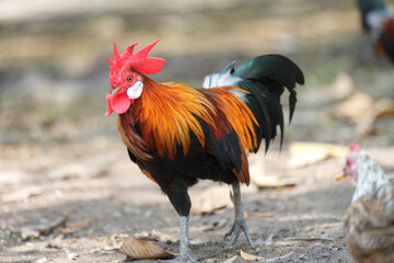 Bantam, a traditional Thai chicken taking a walk during the day