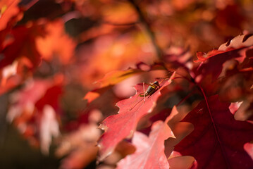 autumn photos, autumn backgrounds for social networks, instagram, facebook