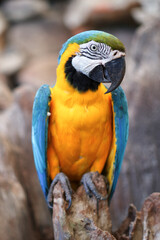 Macaw parrot standing on a rock and looking at camera