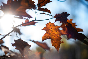 autumn photos, autumn backgrounds for social networks, instagram, facebook