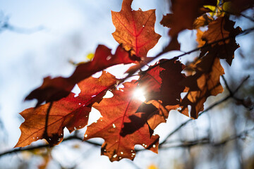 autumn photos, autumn backgrounds for social networks, instagram, facebook
