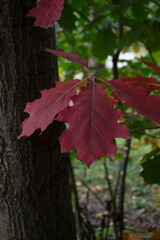 The oak leaves at autumn park, close up. Beautiful autumn background.