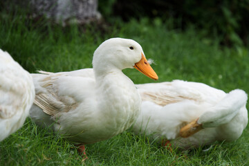 white duck lying on the grass
