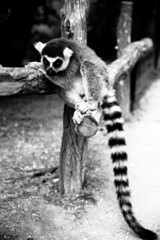 Sad lemur