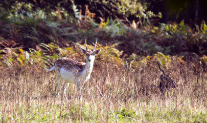 Naklejka na ściany i meble Fallow deer close up photo. Young deer in autumn forest, colorful leaves, dry grass. Colorful wildlife photo, copy space. 