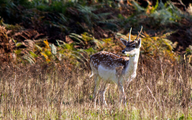 Fallow deer close up photo. Young deer in autumn forest, colorful leaves, dry grass. Colorful wildlife photo, copy space. 