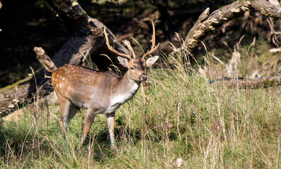 Deer in autumn forest. Wild animal in nature. Fauna of the Netherlands. 