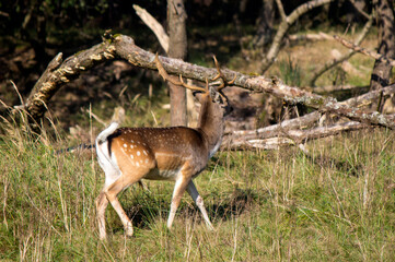 Fallow deer in autumn forest. Cute deer walking through woods. Fauna of the Netherlands. Wild animal close up photo. 