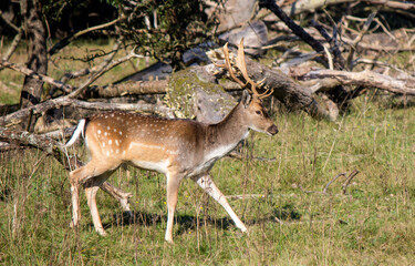 Fallow deer in autumn forest. Cute deer walking through woods. Fauna of the Netherlands. Wild animal close up photo. 