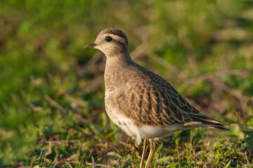 Eurasian Dotterel (Charadrius morinellus) perched on grass