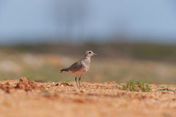 Eurasian Dotterel (Charadrius morinellus) perched in the ground on the migration path
