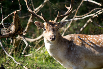 Naklejka na ściany i meble Close up photo of fallow deer with big horns. Wildlife picture. Male deer in a forest. Nature of Europe. 