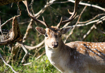 Close up photo of fallow deer with big horns. Wildlife picture. Male deer in a forest. Nature of Europe. 
