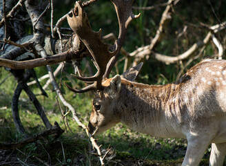 Deer in autumn forest. Wild animal in nature. Fauna of the Netherlands. 