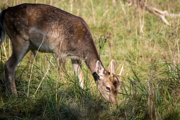 Close up photo of Fallow Deer. Young deer eating dry grass on a field. Animals in wild. Fauna of Europe. 