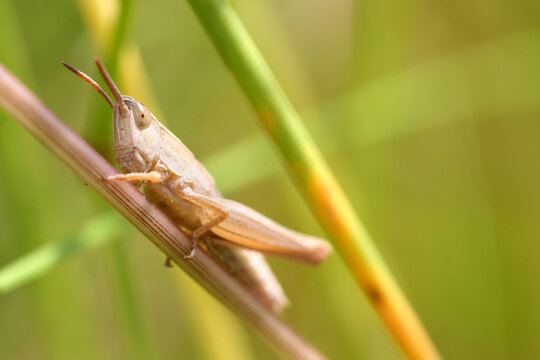 Closeup of a grasshopper in a garden