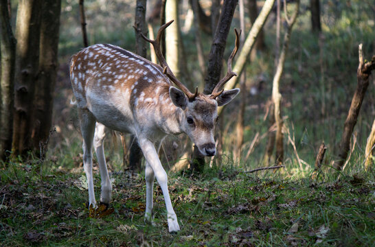 Fallow deer in autumn forest. Cute deer walking through woods. Fauna of the Netherlands. Wild animal close up photo. 