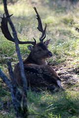 Deer in autumn forest. Wild animal in nature. Fauna of the Netherlands. 