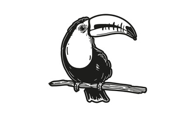 Toucan  illustration, vector, hand drawn, isolated on light background. © Janja