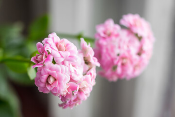 pink flowers