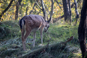 Naklejka na ściany i meble Fallow deer in autumn forest. Cute deer walking through woods. Fauna of the Netherlands. Wild animal close up photo. 