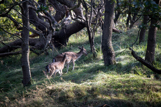 Fallow deer in autumn forest. Cute deer walking through woods. Fauna of the Netherlands. Wild animal close up photo. 
