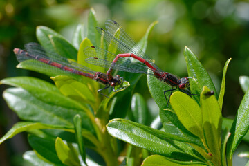 Large red damselfly (Pyrrhosoma nymphula)