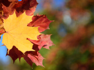 Fototapeta na wymiar Yellow maple leaves close up. Autumn background with place for text.