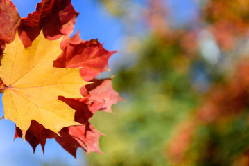 Yellow maple leaves on a background of blue sky. Autumn background with place for text.