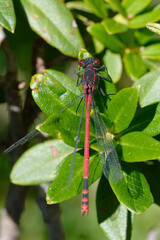 Large red damselfly (Pyrrhosoma nymphula)
