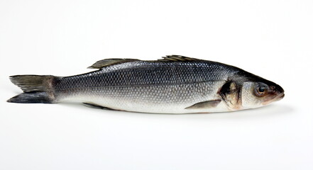 Raw sea bass fish isolated on white background