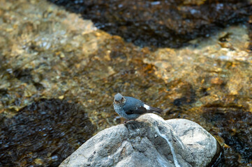 Plumbeous water redstart or Rhyacornis fuliginosa bird perched on rock near river stream