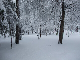 snow covered trees